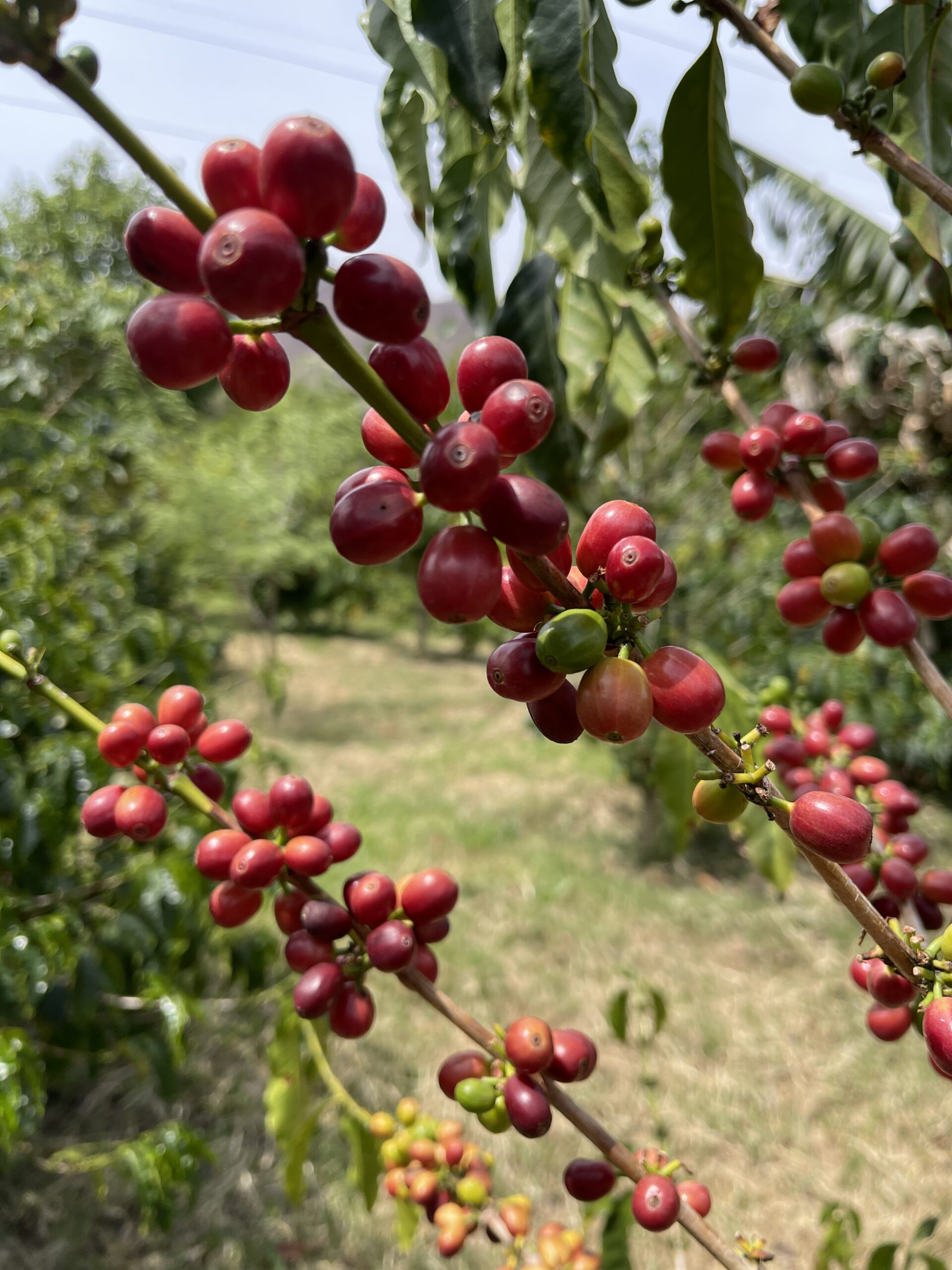 Cerezas de café de especialidad en finca cafetalera de Ecuador